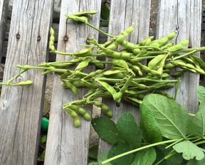 枝豆収穫 (2)