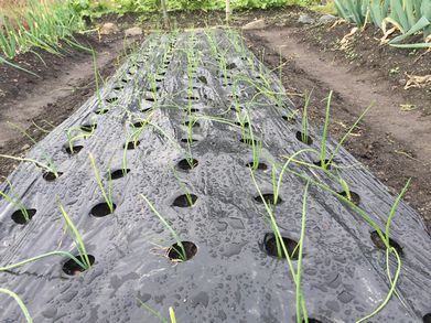 玉ねぎの苗を植えたら失敗で やり直し 家庭菜園は奥深し 田舎でゆったり暮らしたい 玉ねぎの苗を植えたら失敗で やり直し 家庭菜園は奥深し 田舎でゆったり暮らしたい
