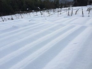 雪の中で収穫が大変 (3)