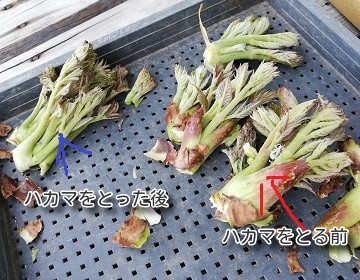 収穫したタラの芽の虫とりと下処理のやり方 天ぷらの作り方も 田舎でゆったり暮らしたい