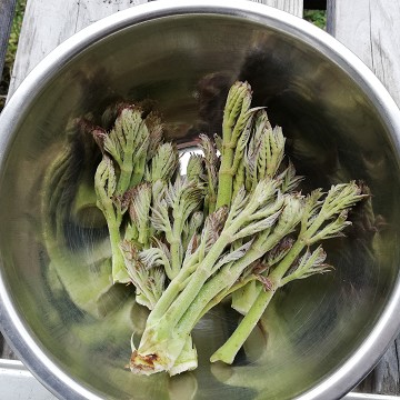 収穫したタラの芽の保存方法 冷蔵保存 冷凍保存 塩漬けのやり方 田舎でゆったり暮らしたい