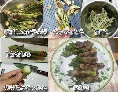 たらの芽は天ぷら以外なら肉巻きレシピがおすすめ 収穫後の下処理から紹介 田舎でゆったり暮らしたい