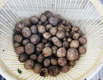 家庭菜園の小さいジャガイモは丸揚げがおすすめ 皮をむかないから簡単 田舎でゆったり暮らしたい