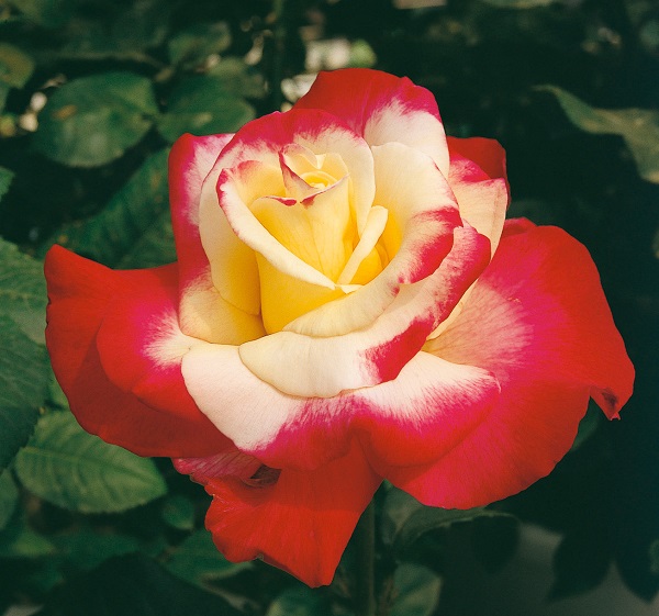 初心者におすすめのバラの香りは 強香で育てやすいおすすめバラも紹介 田舎でゆったり暮らしたい