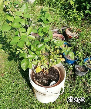 バラ育て 夏の暑い時期はバケツに鉢ごとドボンで水やり コガネムシ対策にも 田舎でゆったり暮らしたい